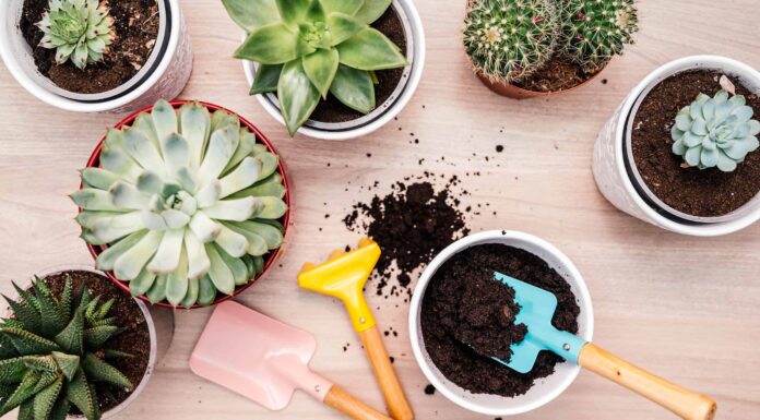 Come rinvasare una pianta grassa
