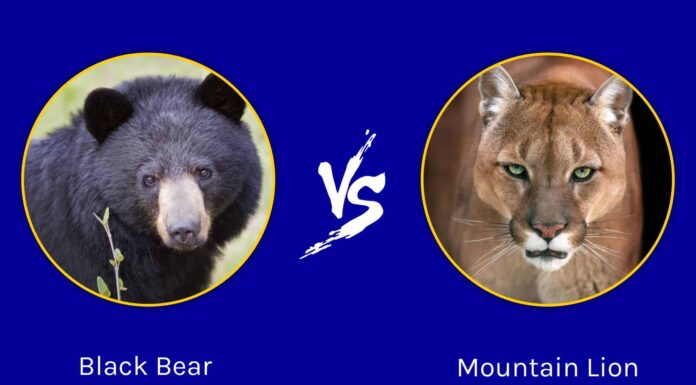 Black Bear on road Mt Rainier, Washington