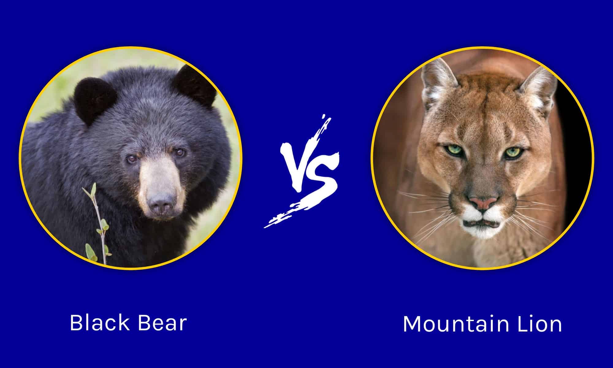 Black Bear on road Mt Rainier, Washington