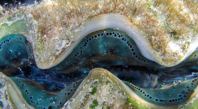 Scopri la perla più grande del mondo (del valore di oltre 100 milioni di dollari!)
