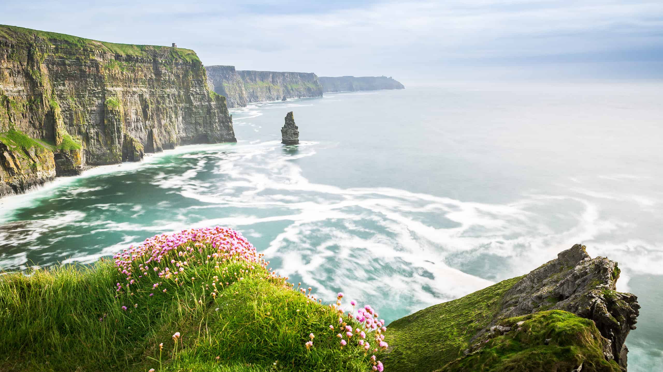 9 fiori originari dell'Irlanda