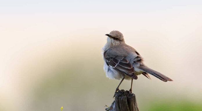 10 tipi comuni di uccelli a Houston
