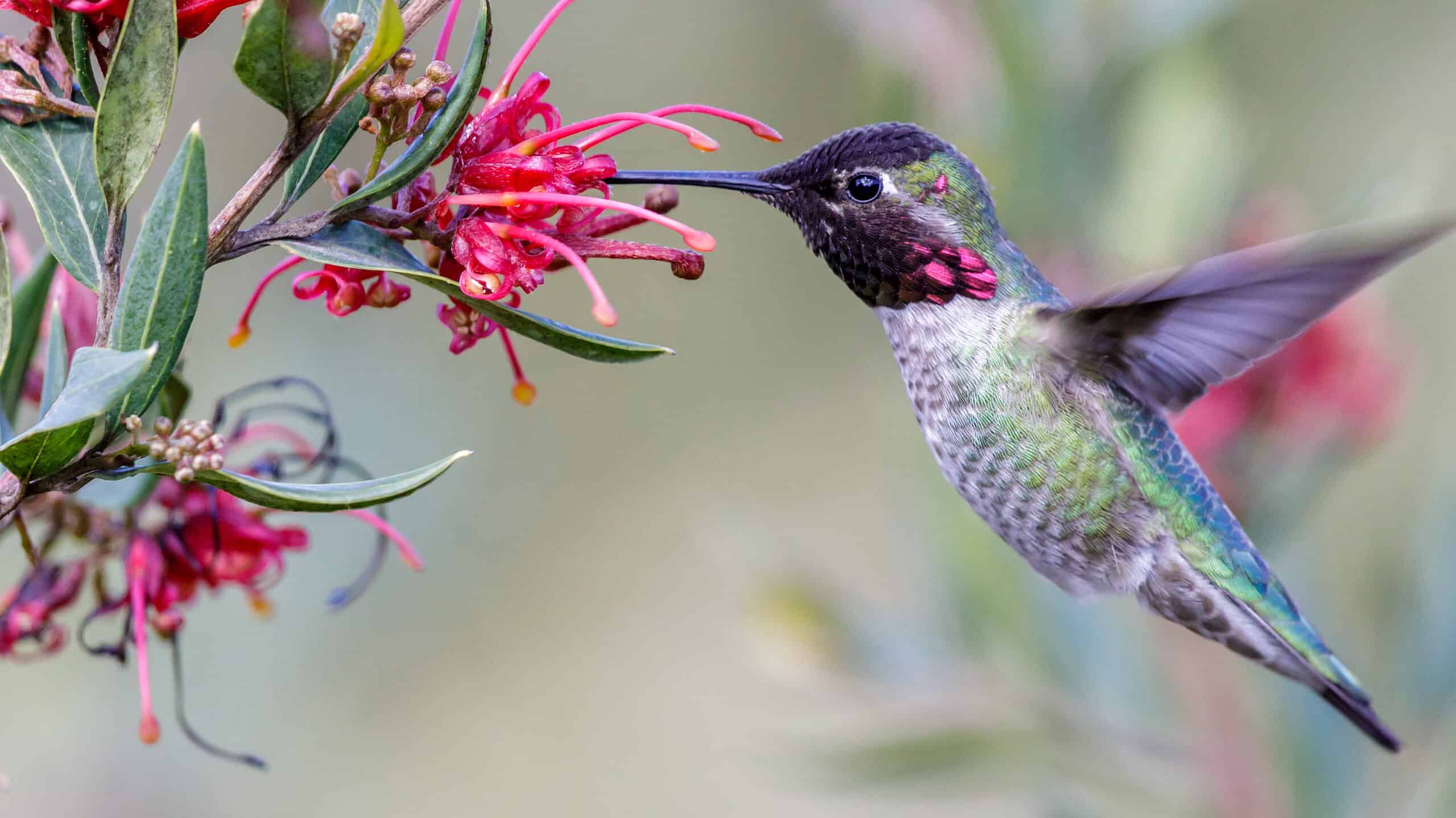 12 bellissimi tipi di colibrì