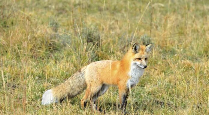 Volpi in Alabama: tipi e dove vivono
