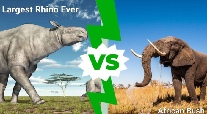 Battaglie epiche: il rinoceronte più grande di sempre contro un elefante africano
