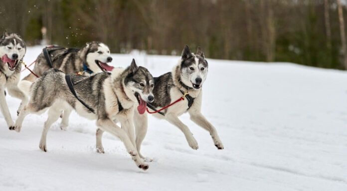 Scopri 6 animali che aiutano gli umani!
