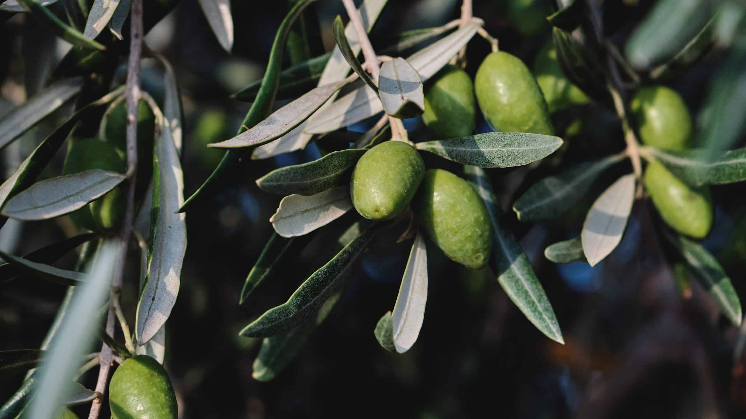 11 incredibili alberi originari della Spagna