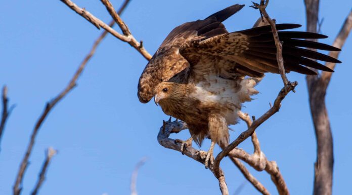 Falco di fuoco australiano
