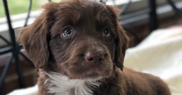 Mix di pastori australiani
