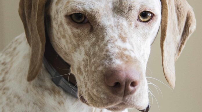 Braque du Bourbonnais
