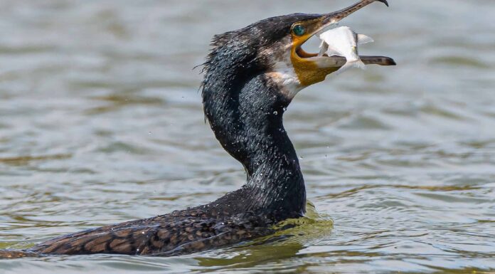 Cormorano
