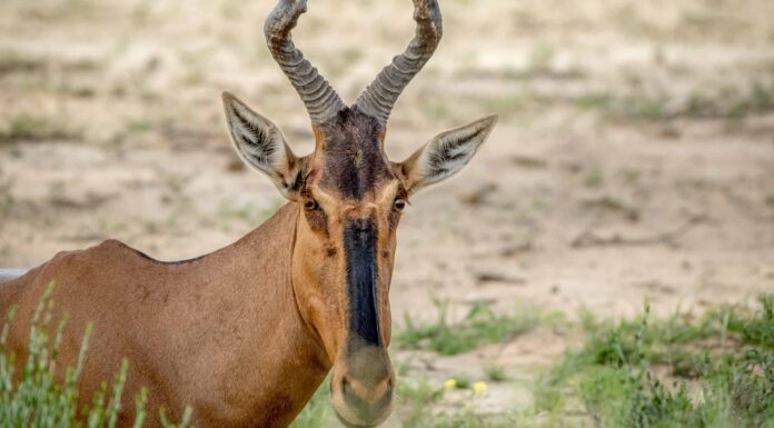 Hartebeest
