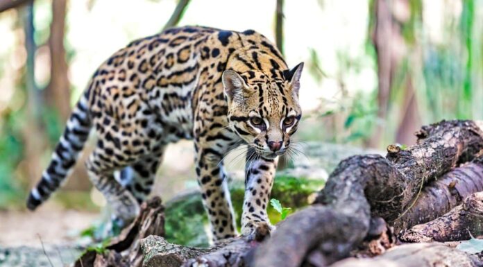 Margay
