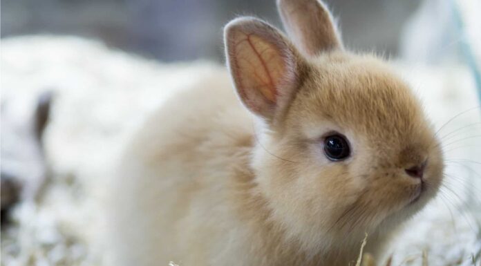 Coniglio nano dei Paesi Bassi
