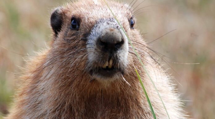 marmotta olimpica

