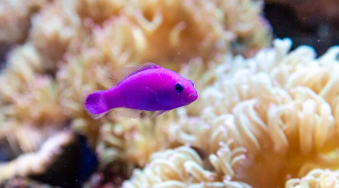 Dottyback orchidea
