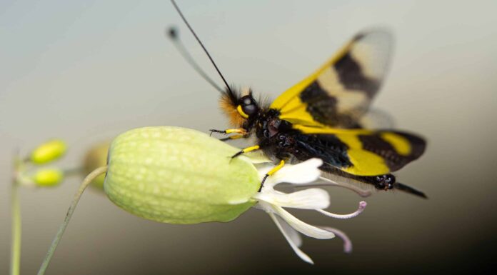 Civetta (Ascalaphidae)
