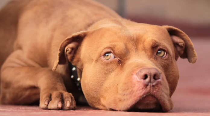 Pitbull dal naso rosso
