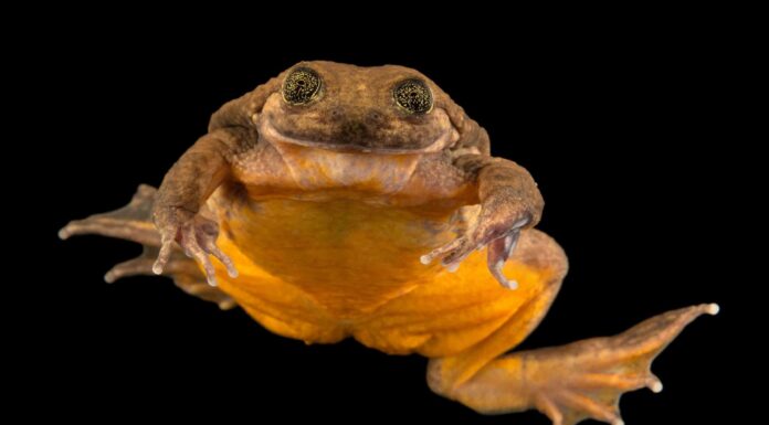 Rana d'acqua di Sehuencas
