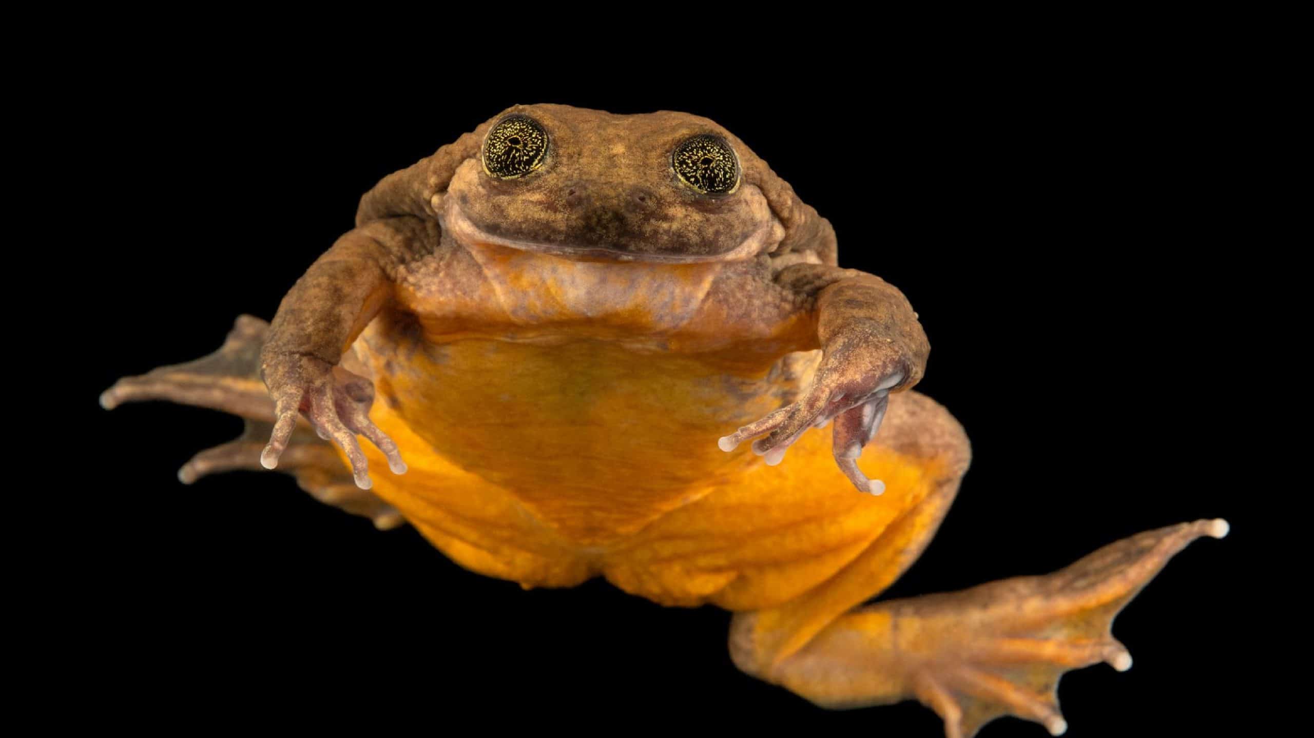 Rana d'acqua di Sehuencas