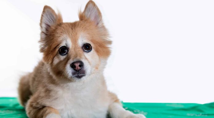 Miscela di Shiba Inu
