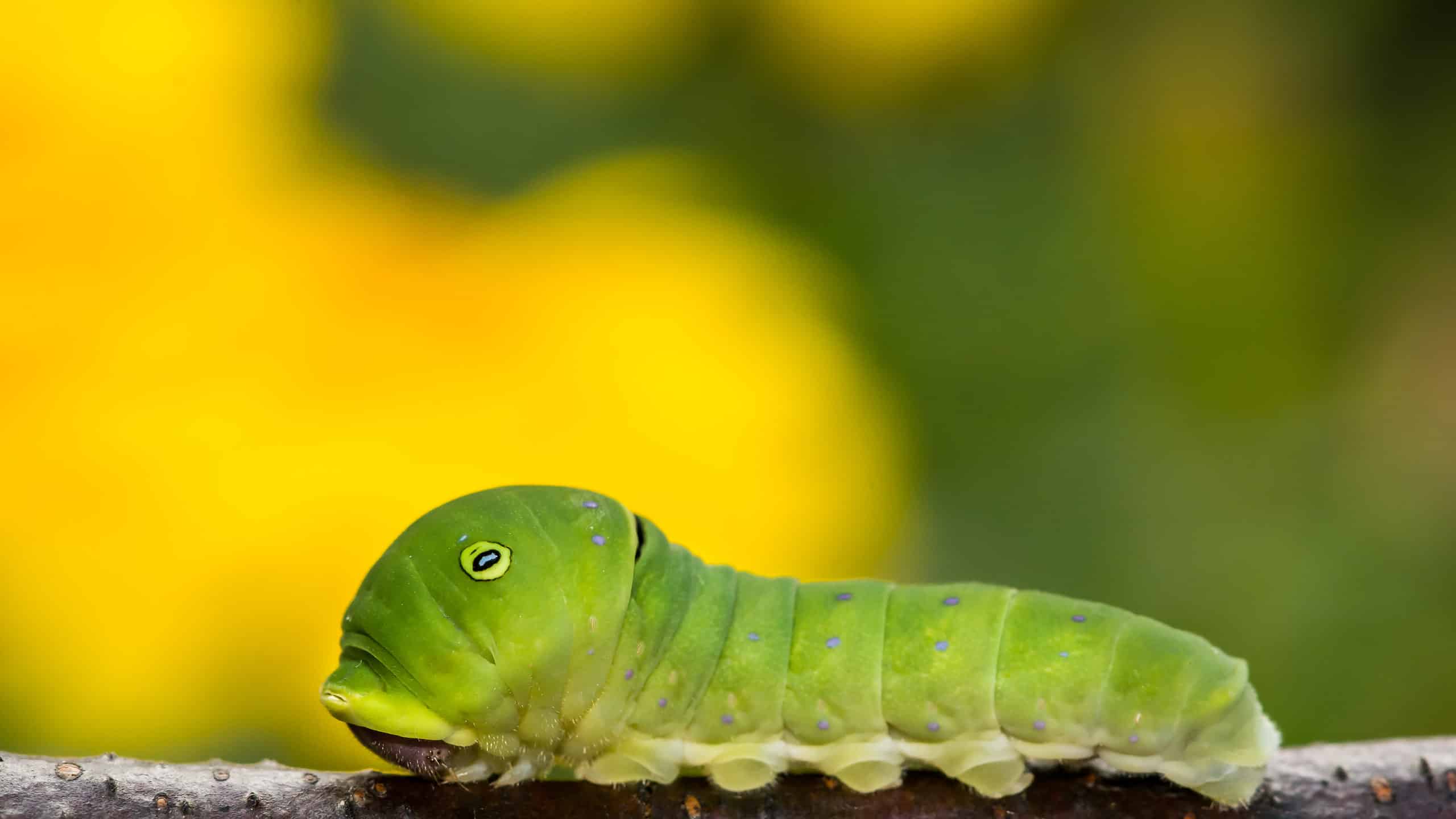 Bruco tigre a coda di rondine