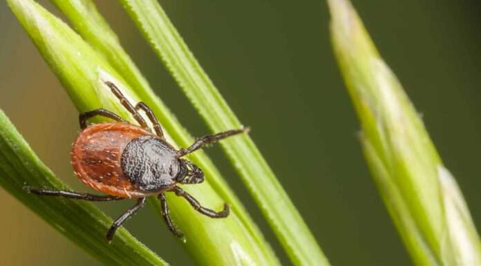 Zecca occidentale dalle zampe nere

