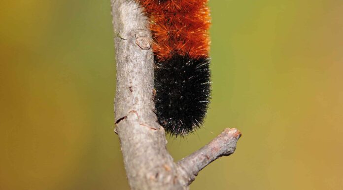 Bruco dell'orso lanoso
