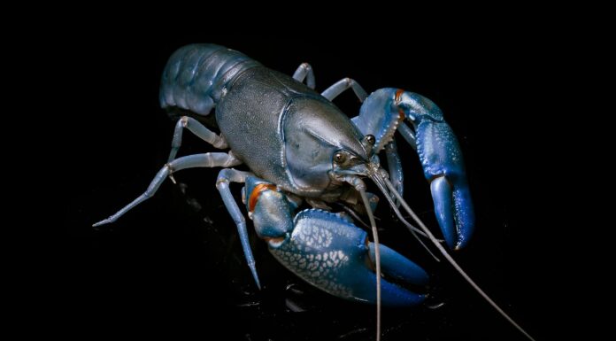 Yabby
