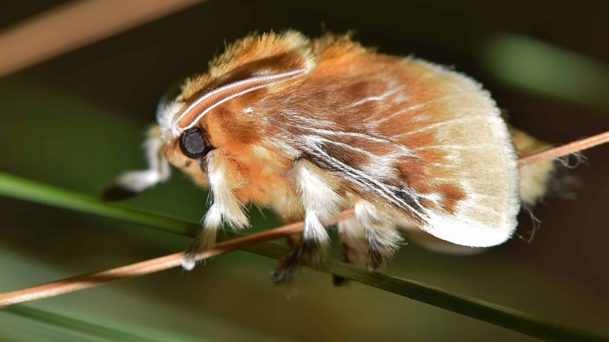 Falena di flanella meridionale