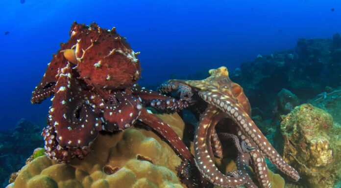 Come si accoppiano i polpi?
