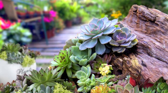 7 piante grasse all'aperto popolari
