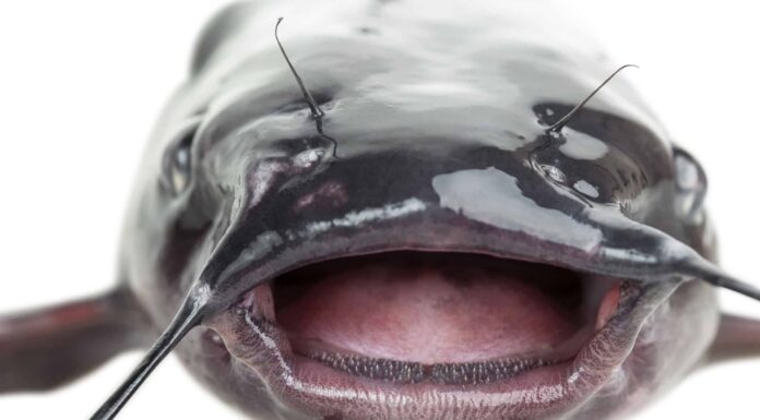 Scopri il più grande pesce gatto del canale mai catturato in Louisiana
