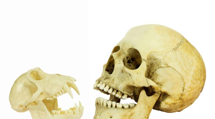 Qual è il fossile di scimmia più antico mai trovato?
