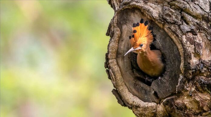 L'upupa: uccello nazionale di Israele
