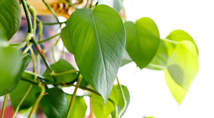 Pothos appeso: come mostrare questa pianta d'appartamento immortale
