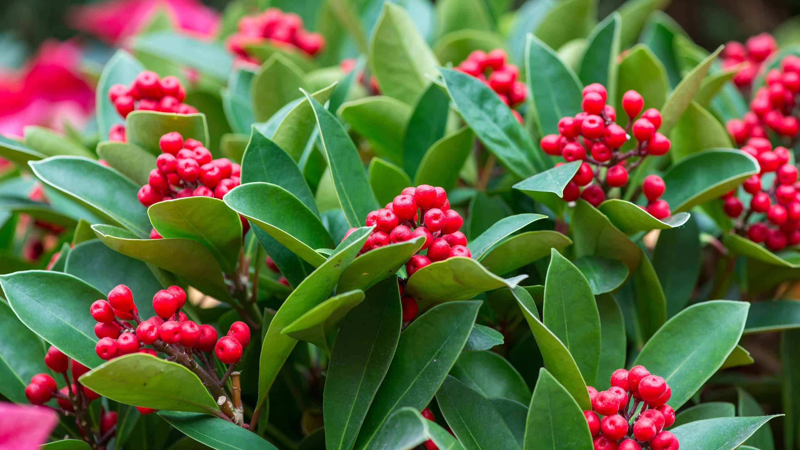 9 incredibili alberi nativi di Porto Rico