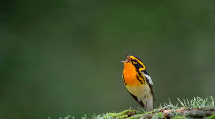 Warbler Blackburniano
