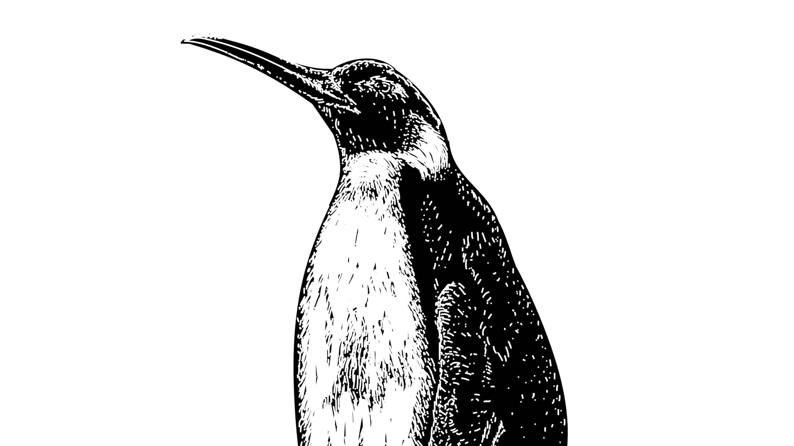 Incontra i pinguini a misura d'uomo che una volta vagavano per la Terra