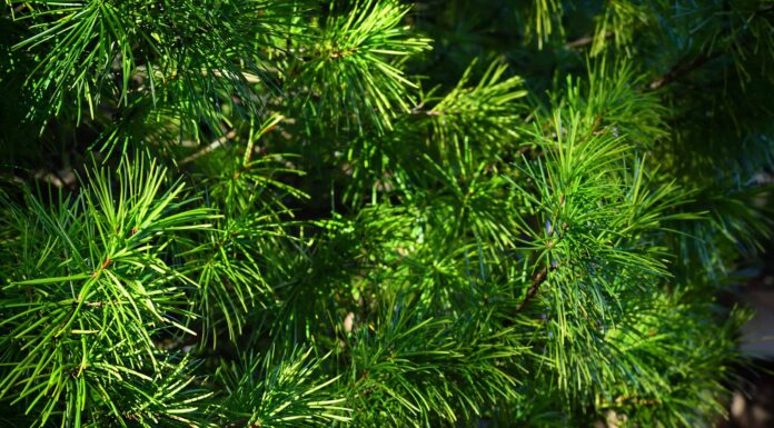 Le 8 specie vegetali più antiche del mondo
