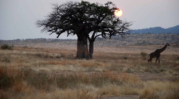 10 incredibili alberi originari del Madagascar
