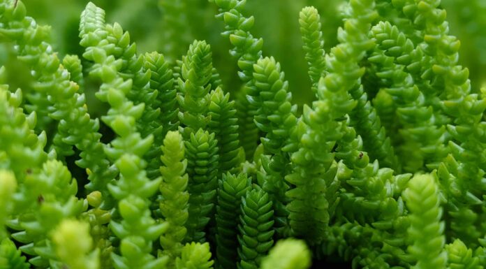 10 Tipi Di Piante Grasse Crassula
