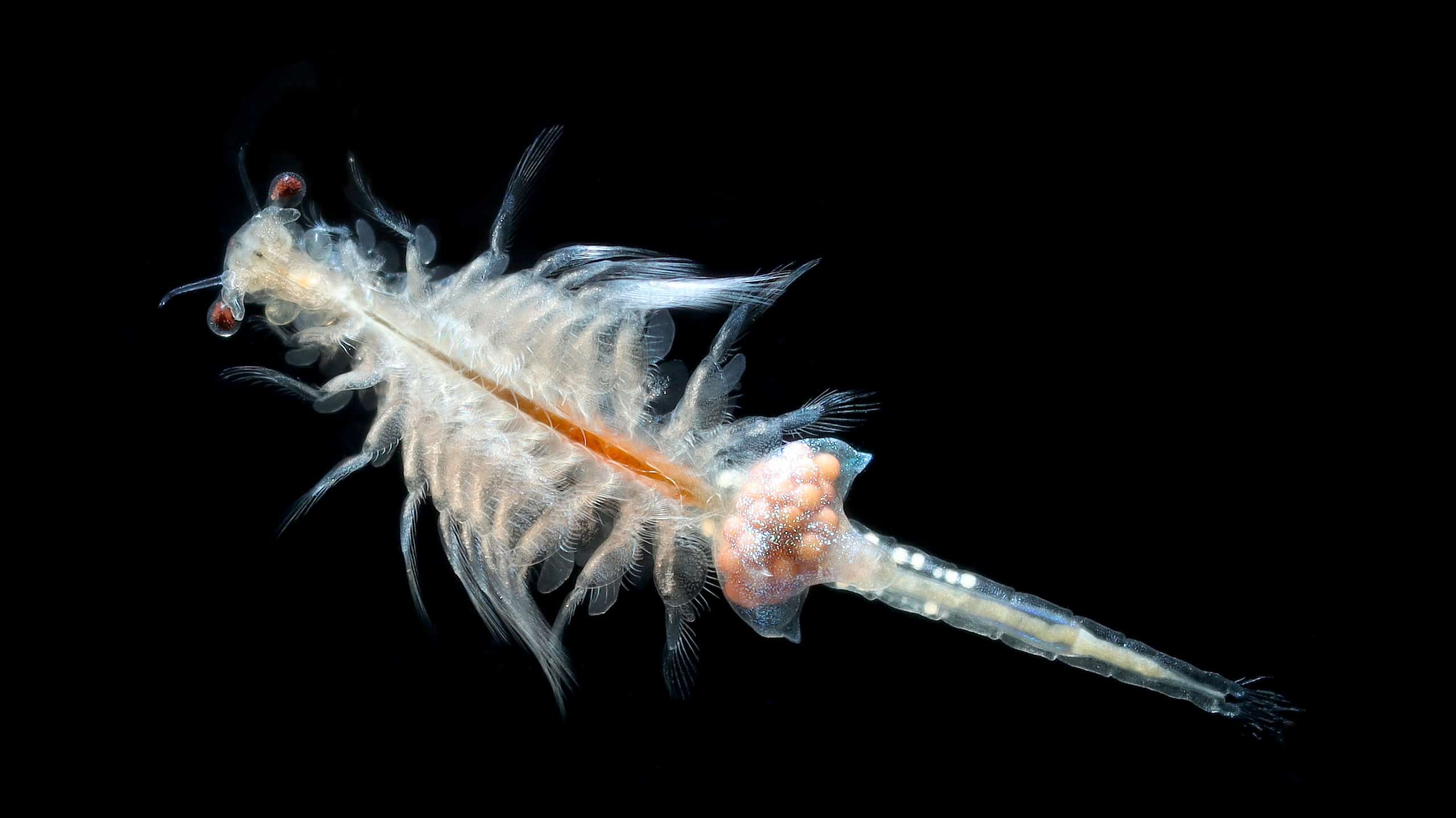 Cosa mangiano i gamberetti in salamoia?