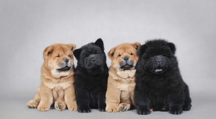  Per cosa sono stati allevati i Chow Chow?  Ruolo originale, lavori, storia e altro
