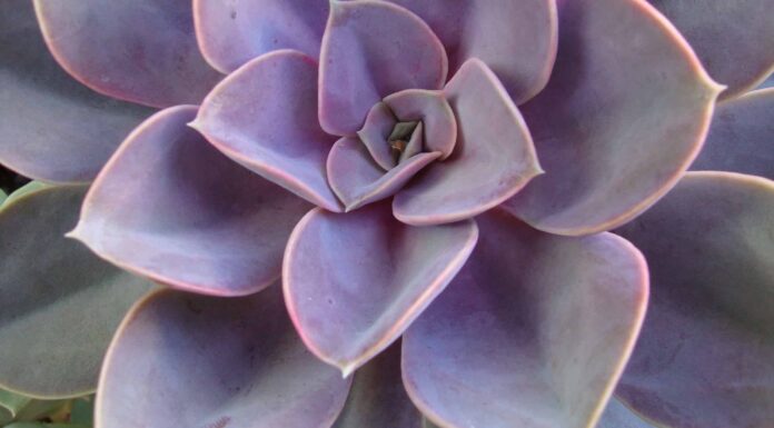 9 tipi di piante grasse rosa
