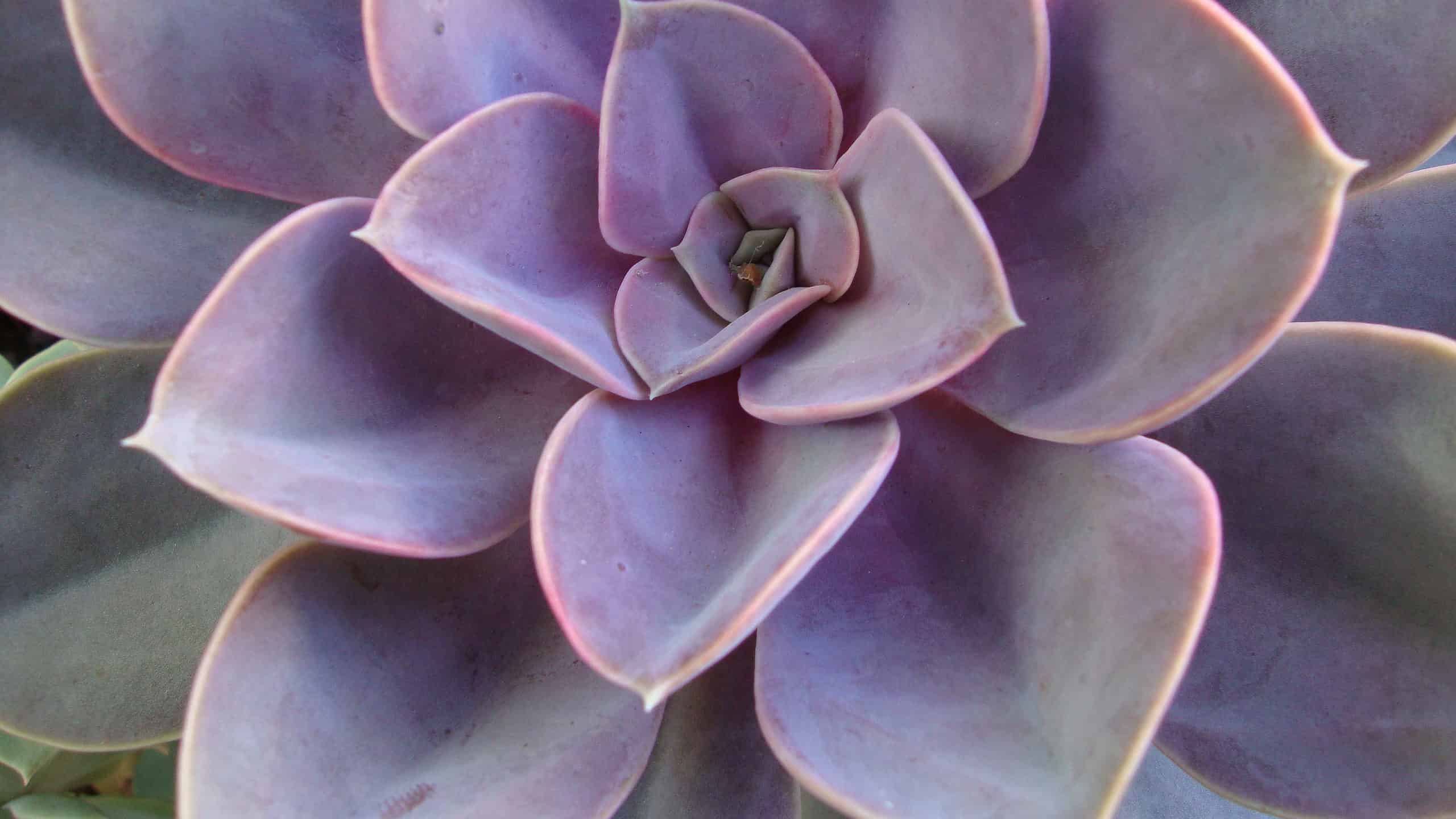 9 tipi di piante grasse rosa