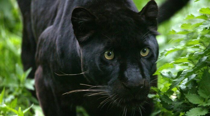 Wild Video cattura una pantera nera in fuga che si aggira sui tetti di una tranquilla cittadina
