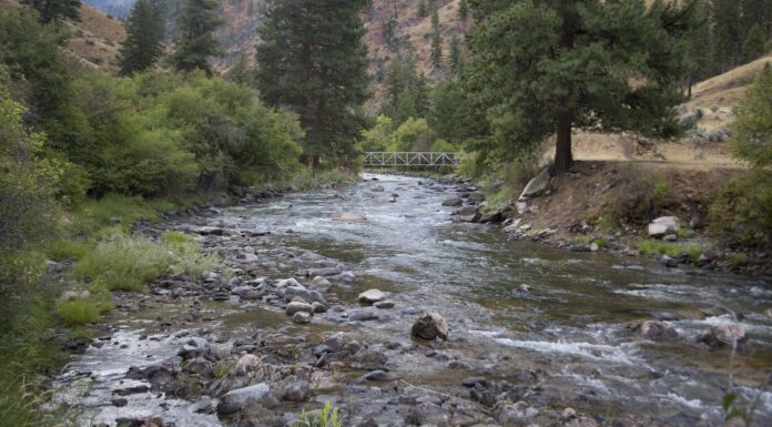 Scopri la foresta più grande dell'Idaho (e ciò che vive al suo interno)
