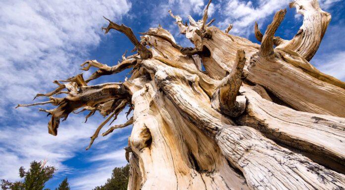 Storie incredibili raccontate dagli anelli degli alberi più antichi
