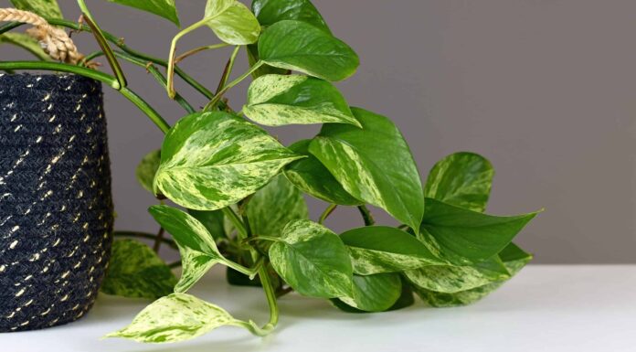 Coltivare Pothos indoor: come mantenere questa pianta felice all'interno
